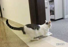 猫为什么喜欢抓板